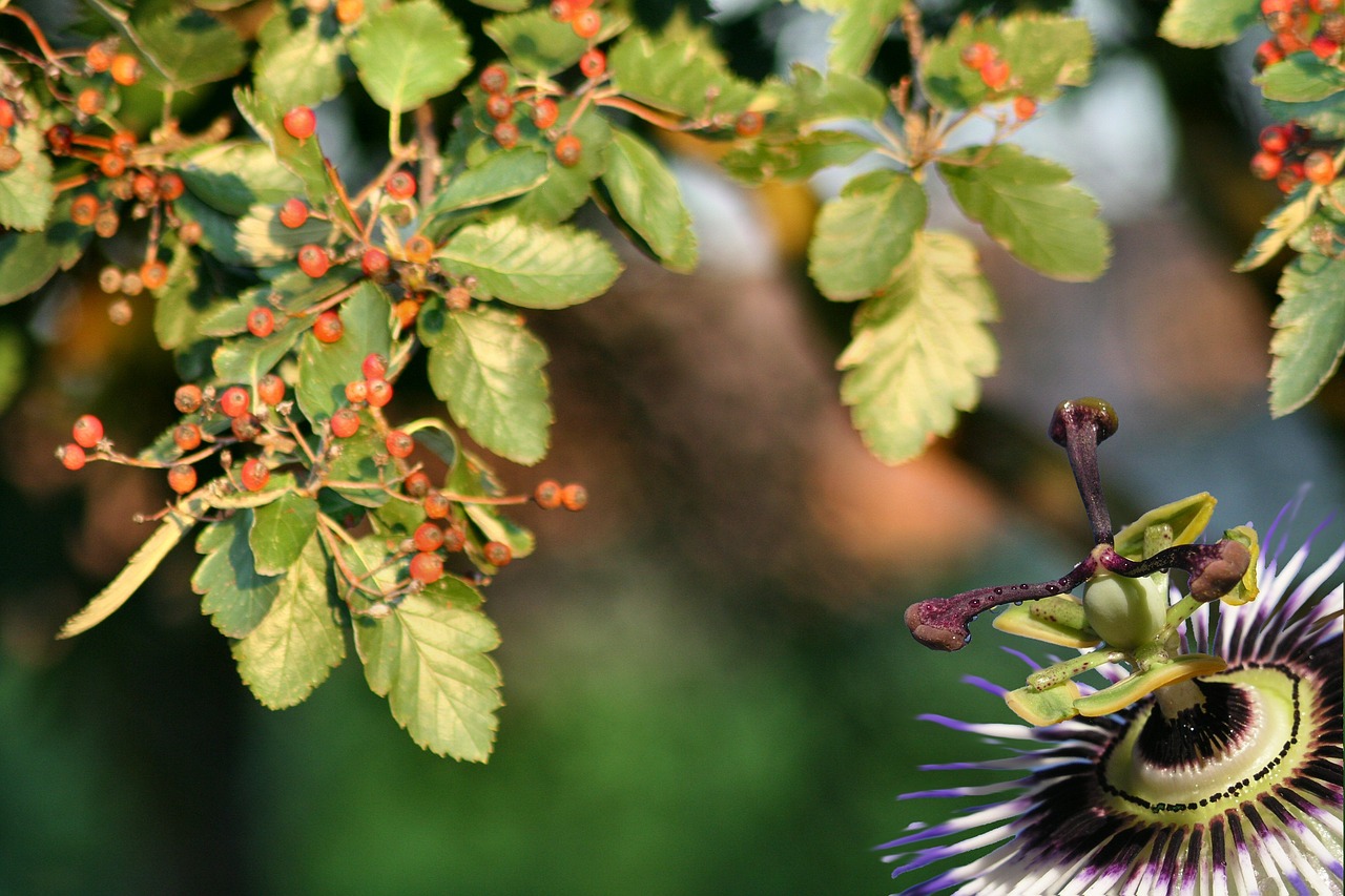 tree flower nature free photo