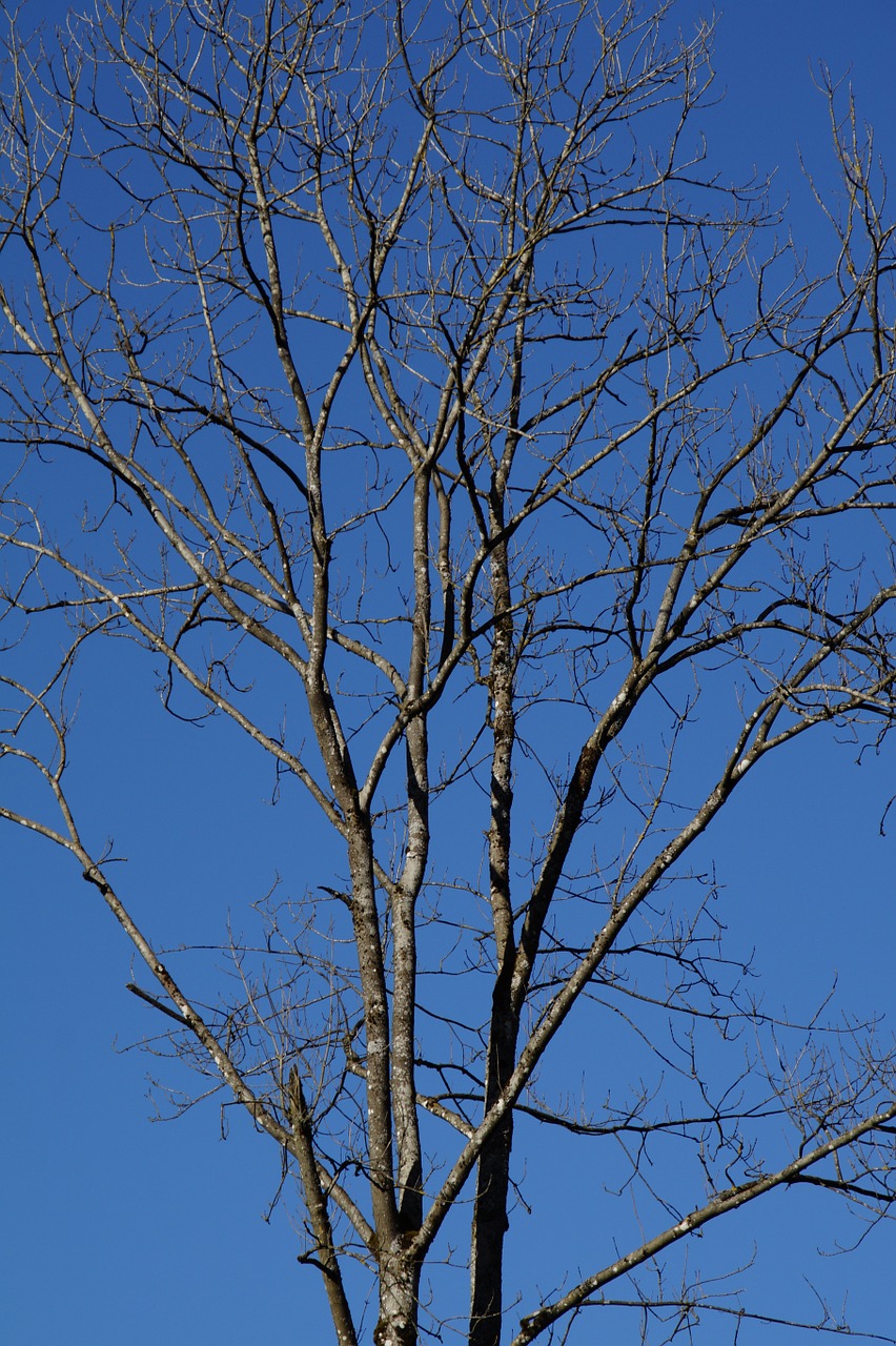 tree aesthetic branches free photo