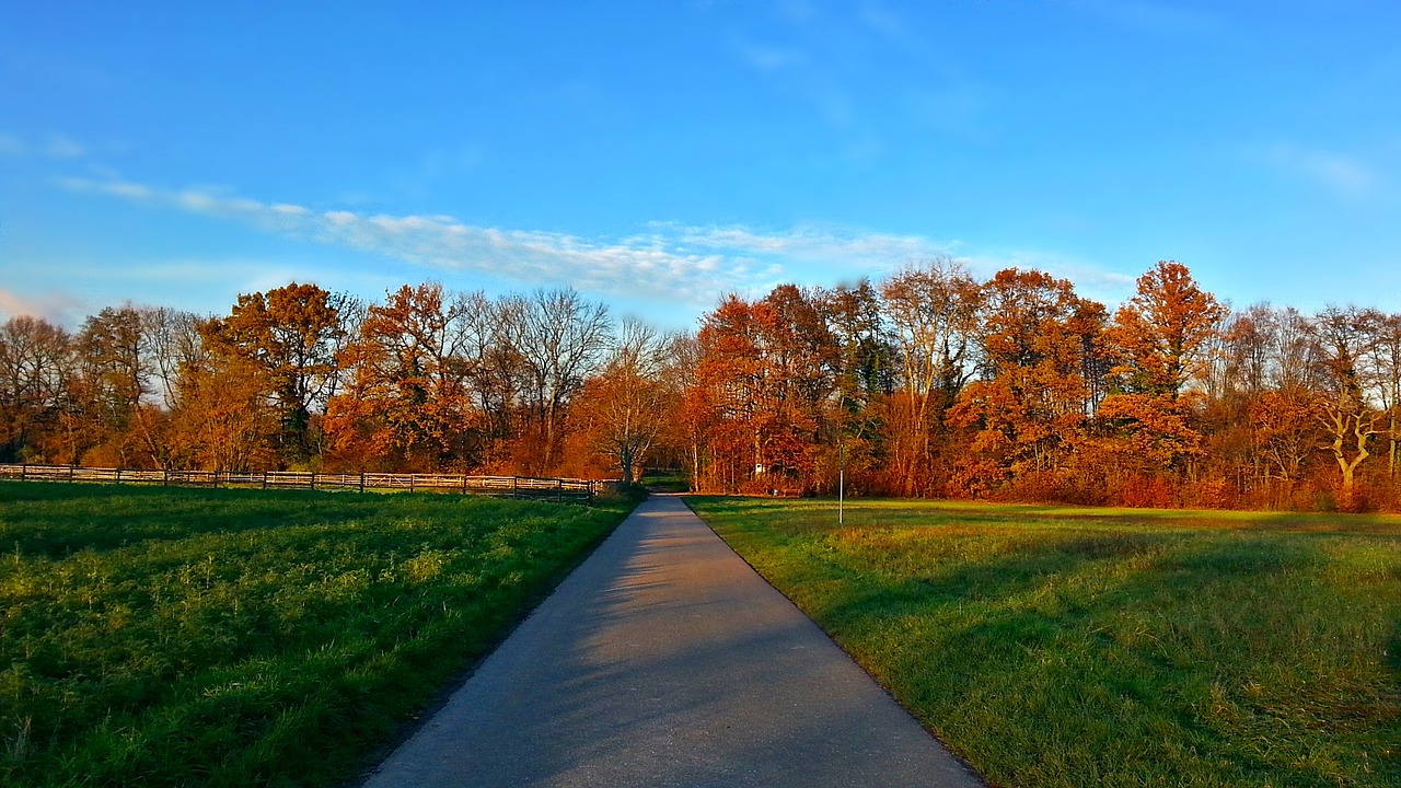 tree the sun meadow free photo