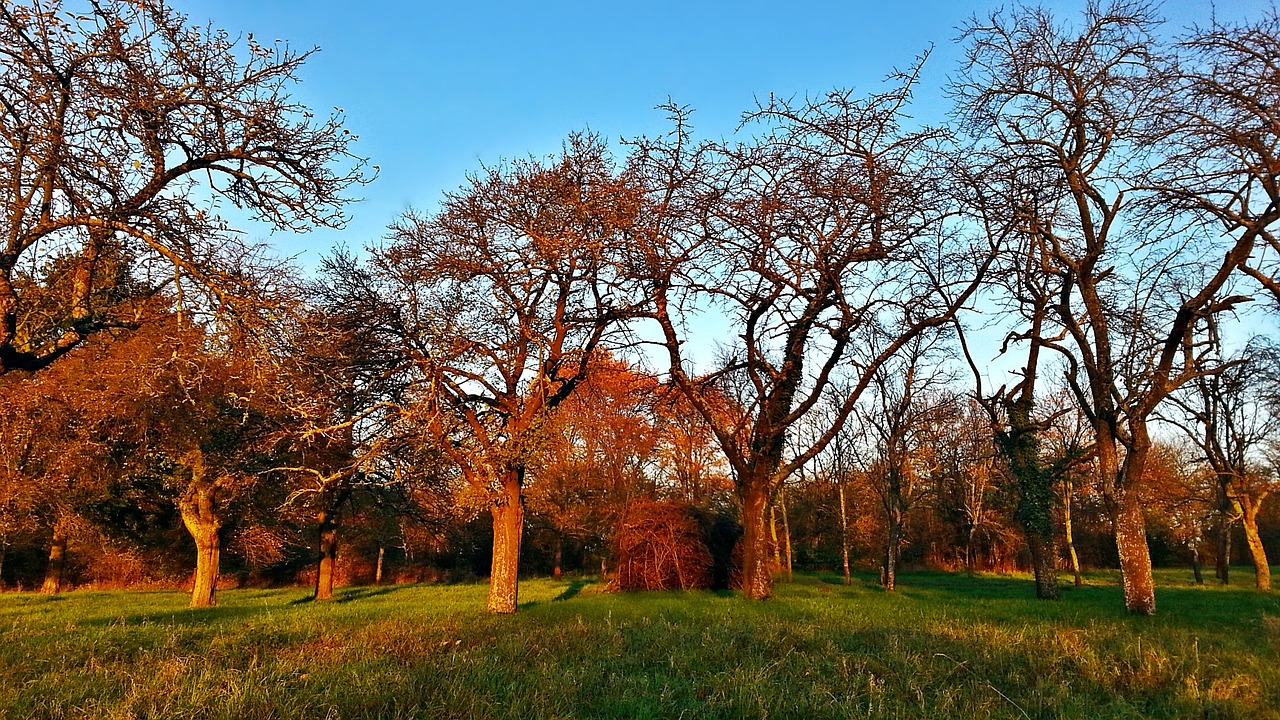 tree the sun meadow free photo