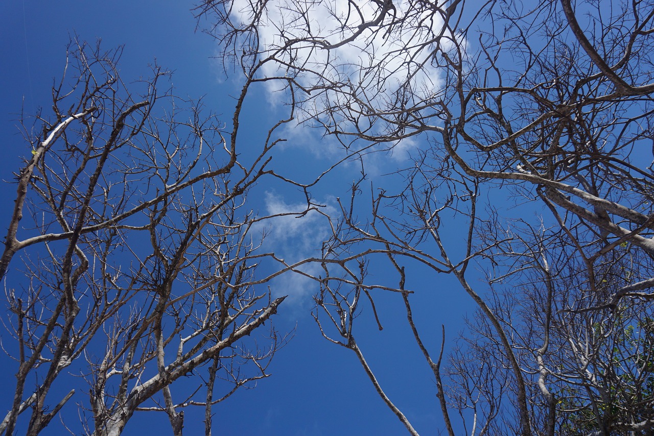 tree tropical beach free photo