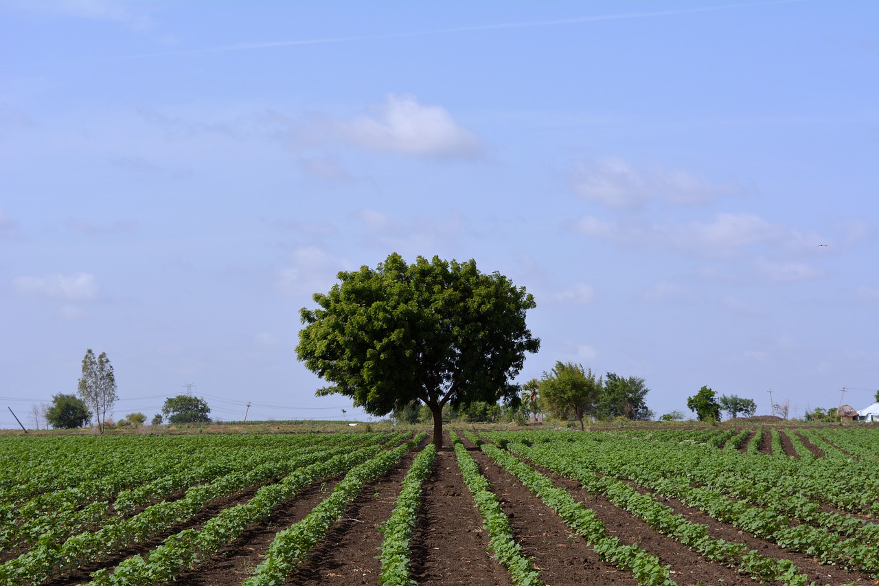 tree land green free photo