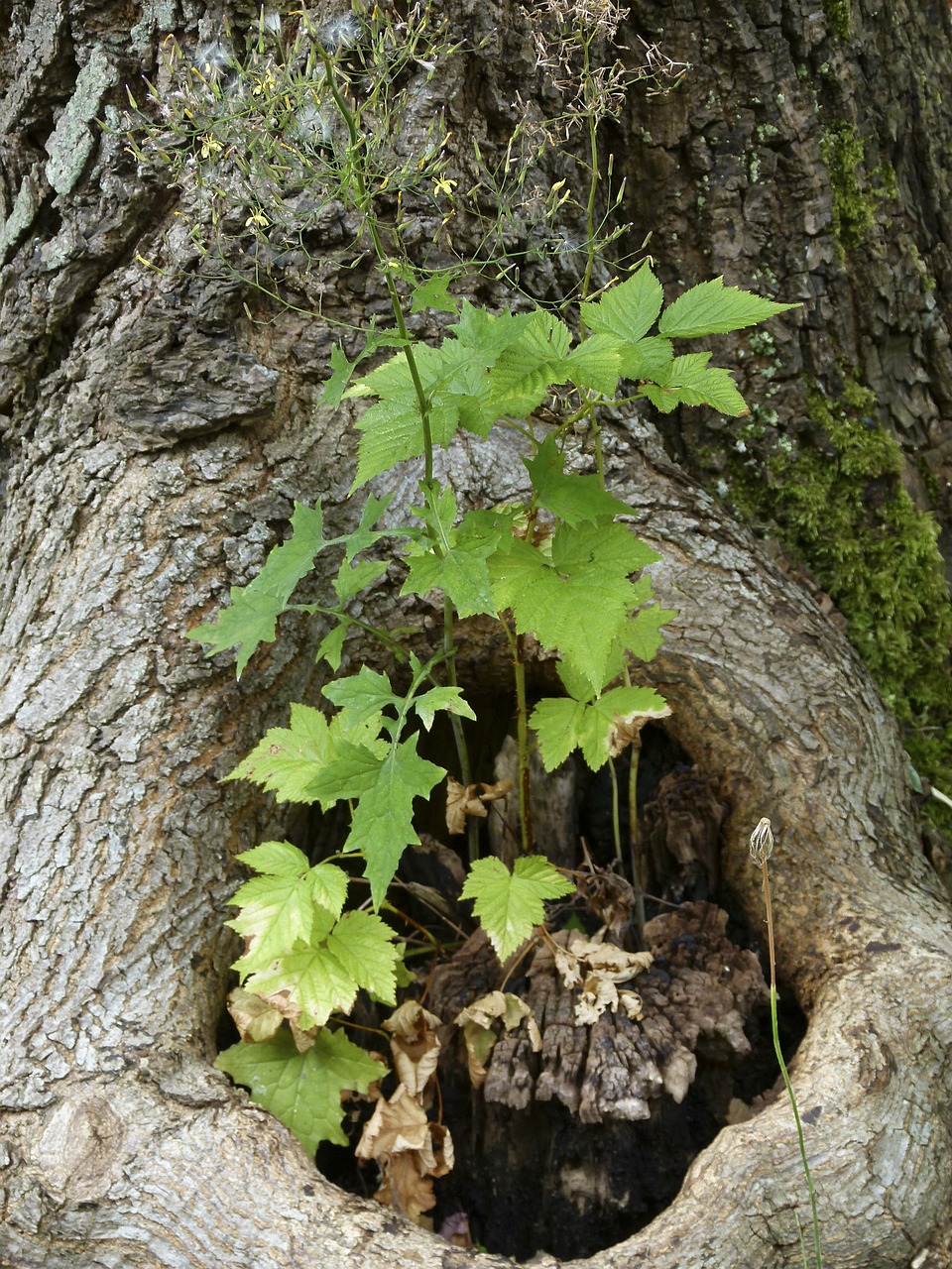 tree root stump free photo