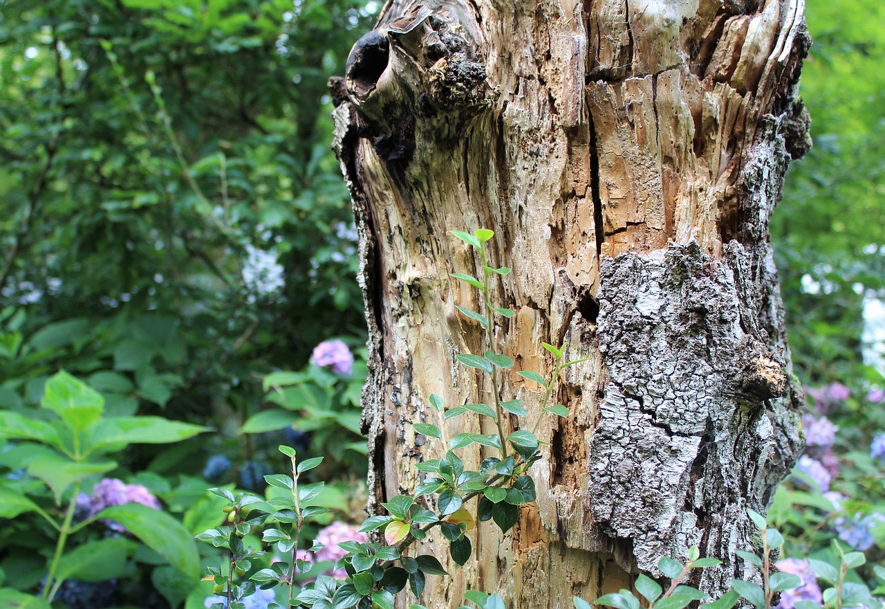 tree bark wood free photo