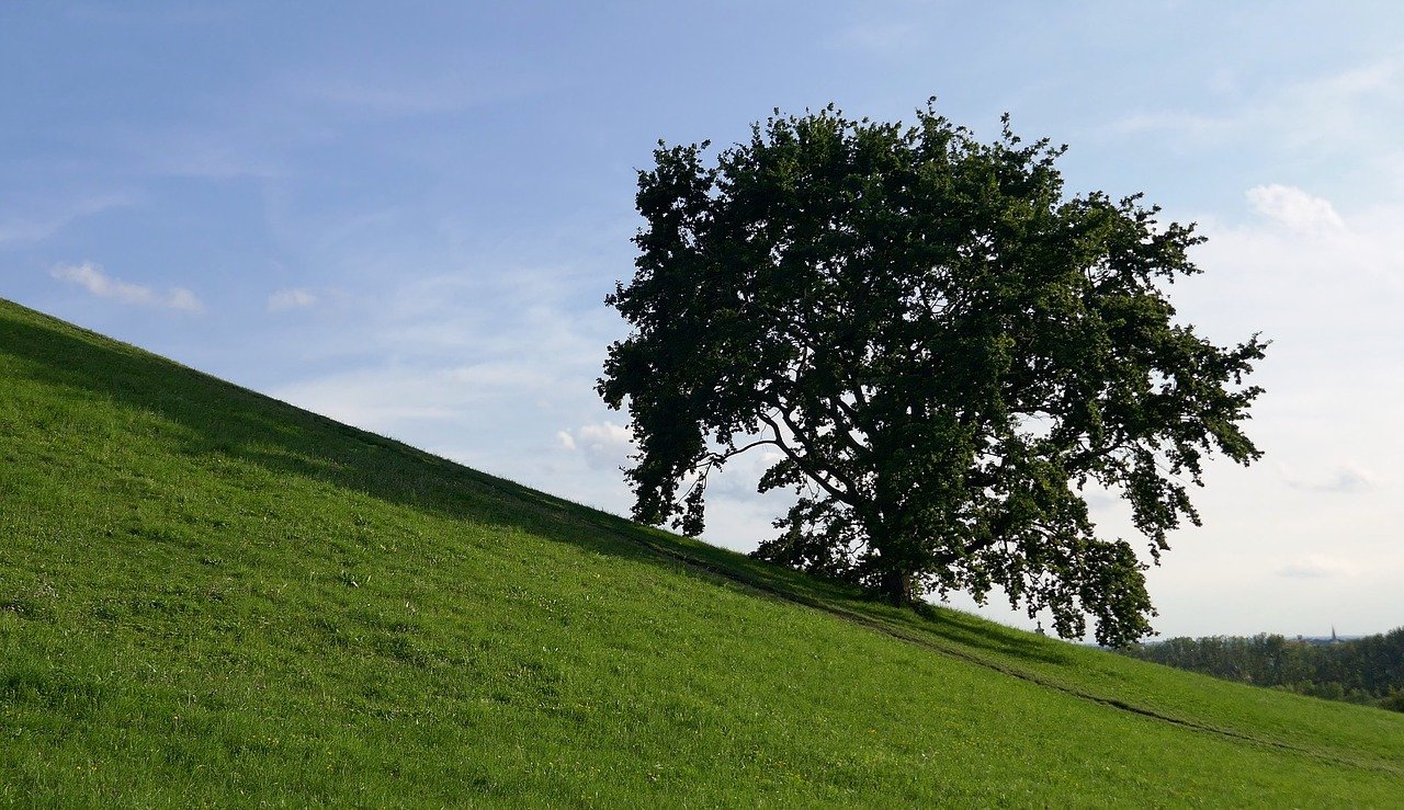 tree hill slope free photo