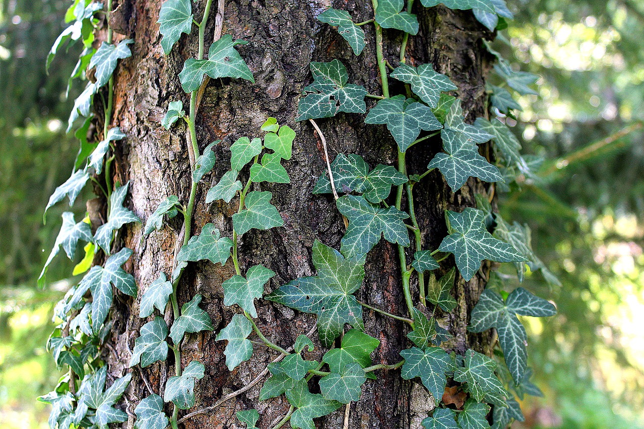 tree ivy sunny day free photo