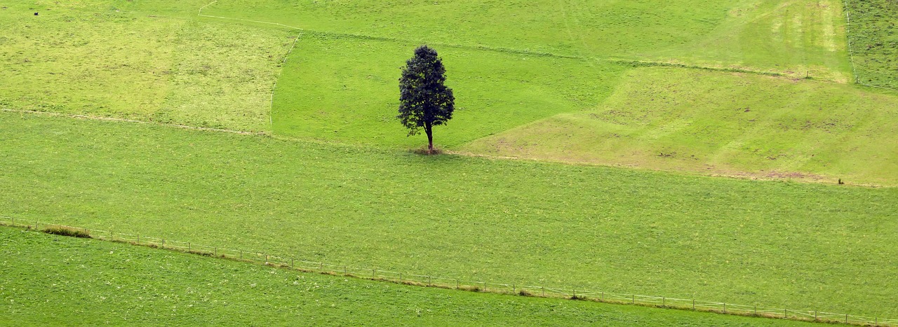 tree lonely meadow free photo