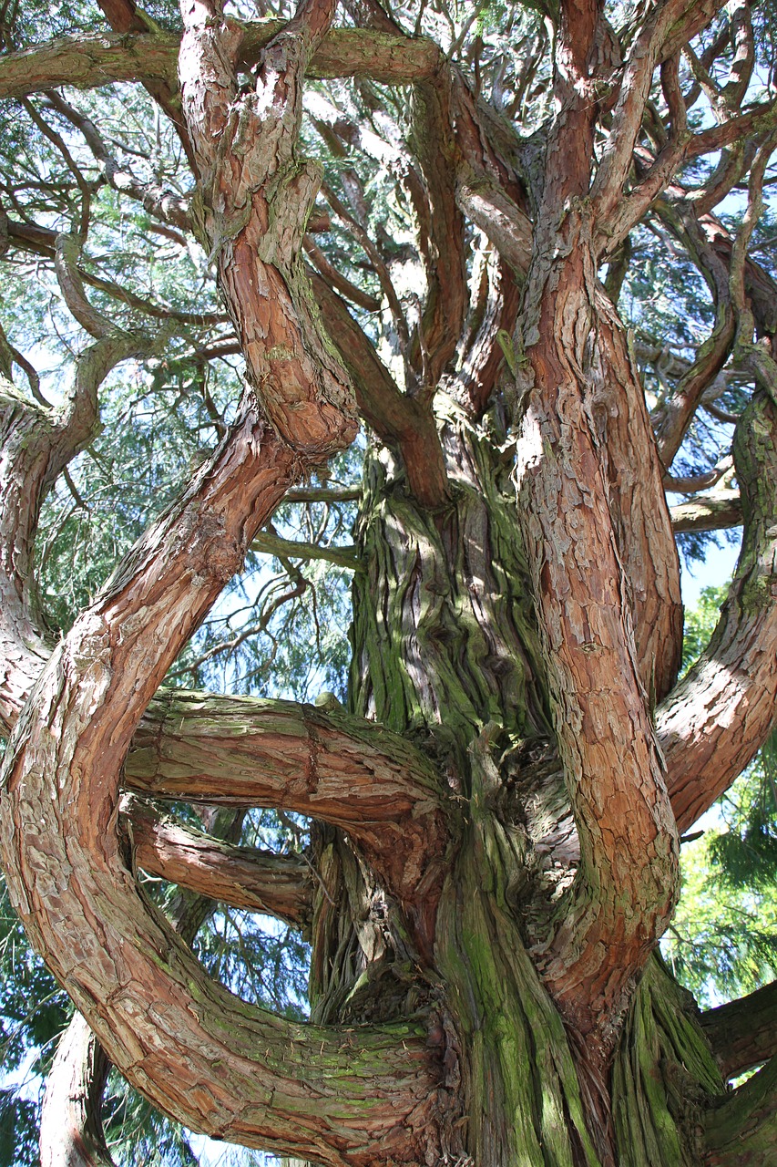 tree aesthetic incense free photo