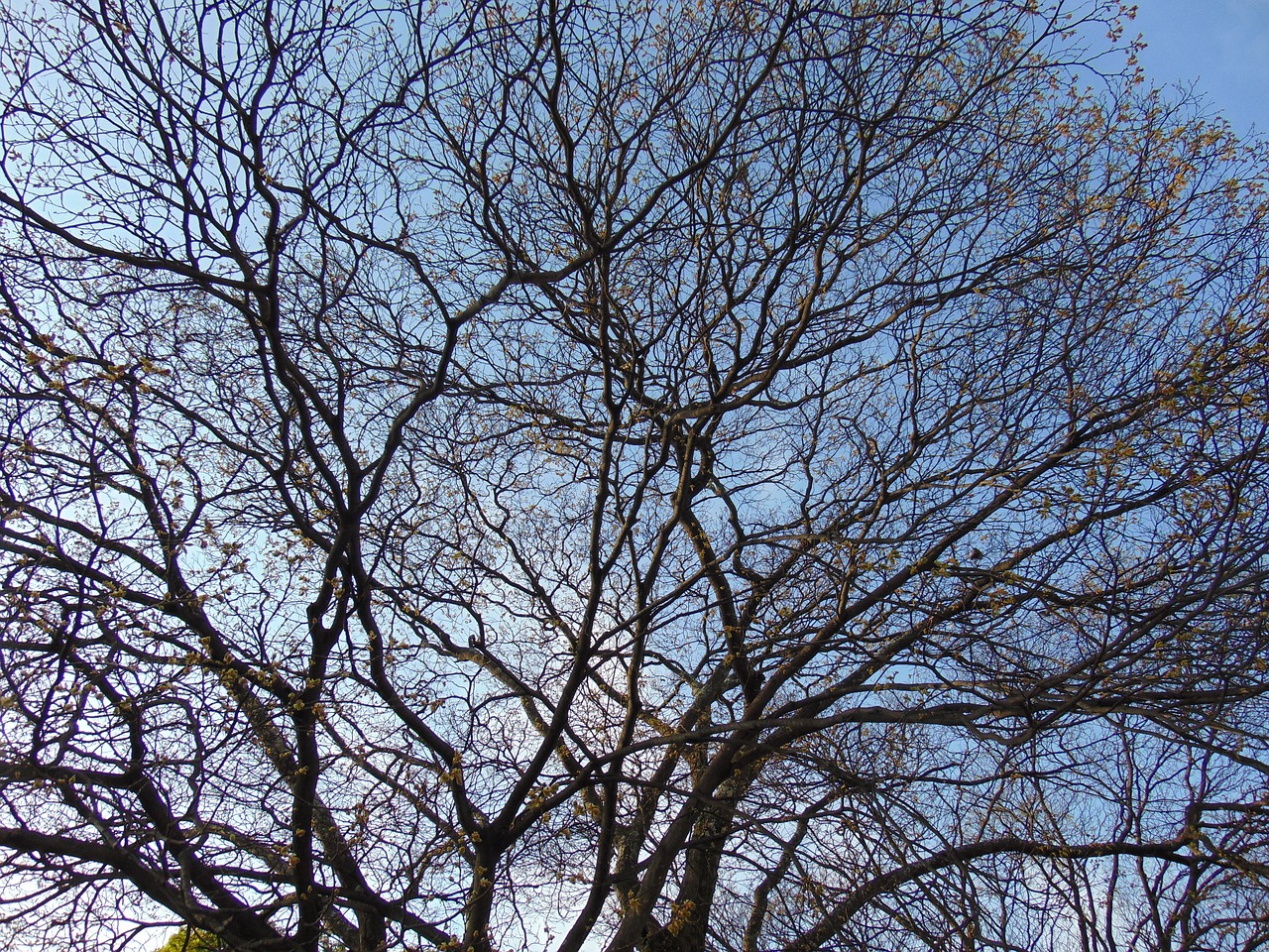 tree twigs blue free photo