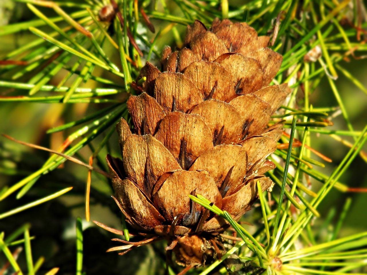 tree coniferous pine cone free photo