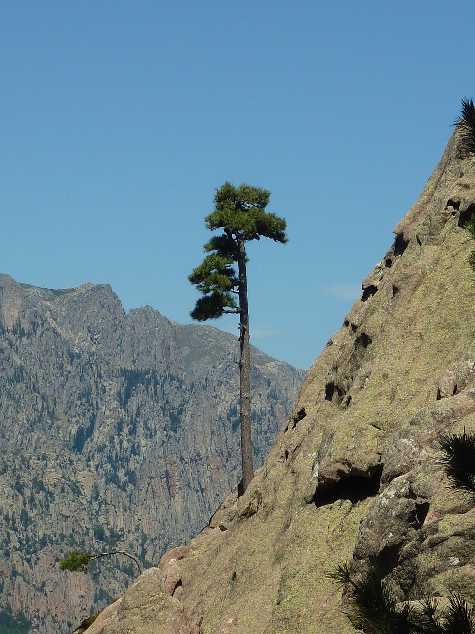 tree mountain corsican free photo