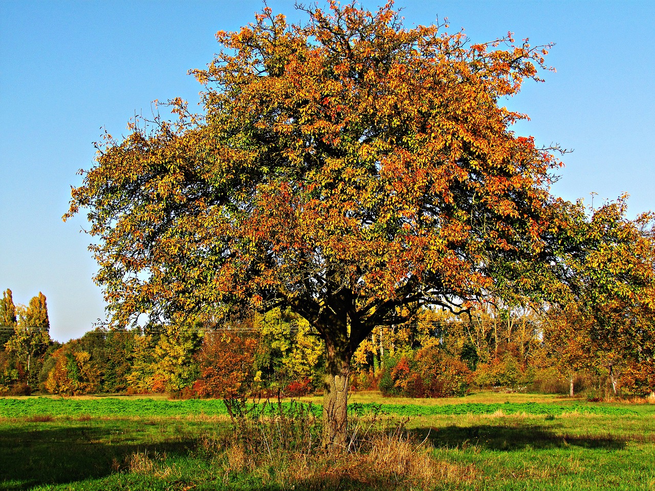 tree autumn the sun free photo