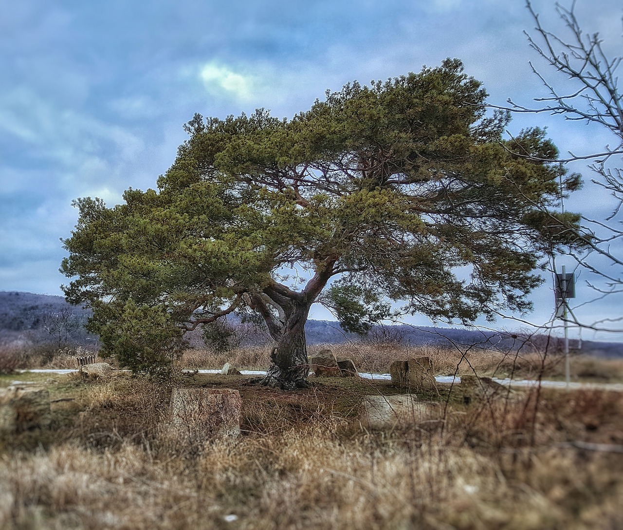 tree nature sky free photo