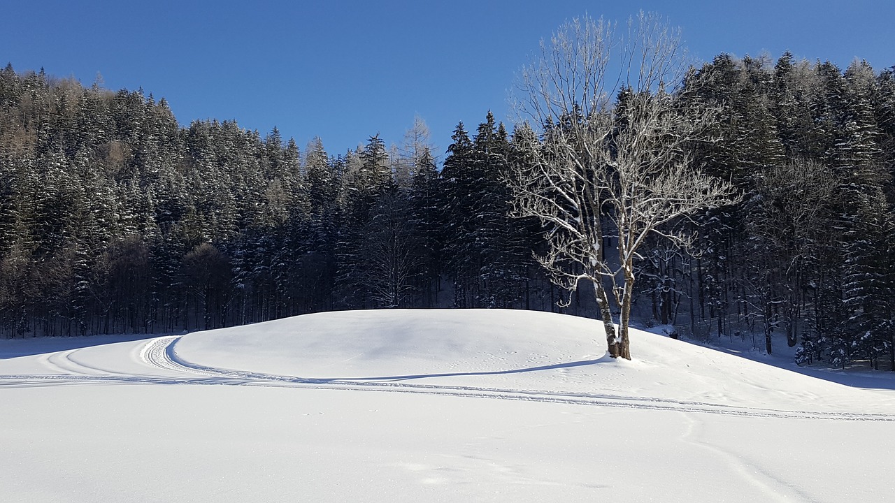 tree winter nature free photo