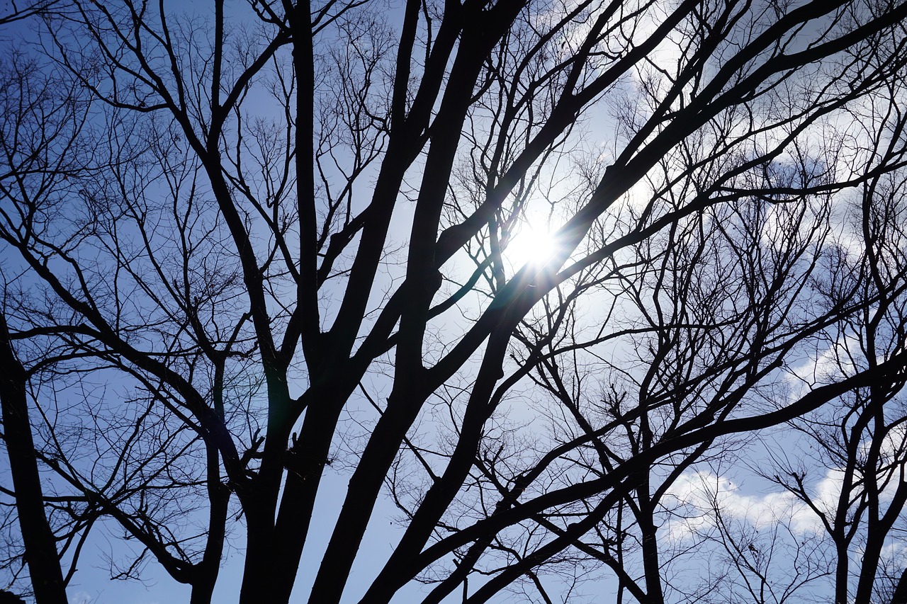 tree branch shadow free photo