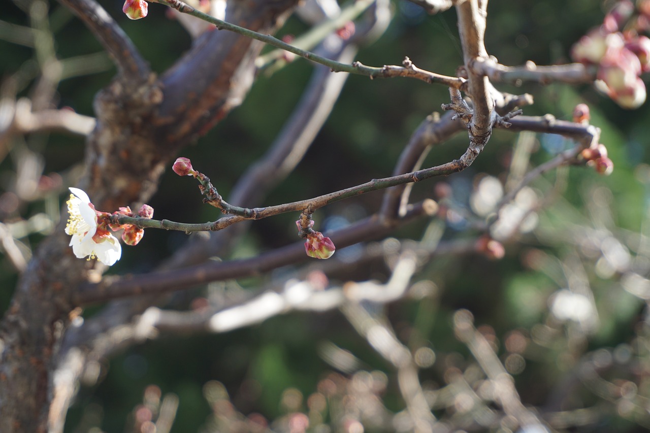 tree cherry blossom branch free photo