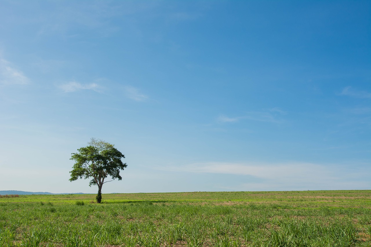 tree wide field view free photo