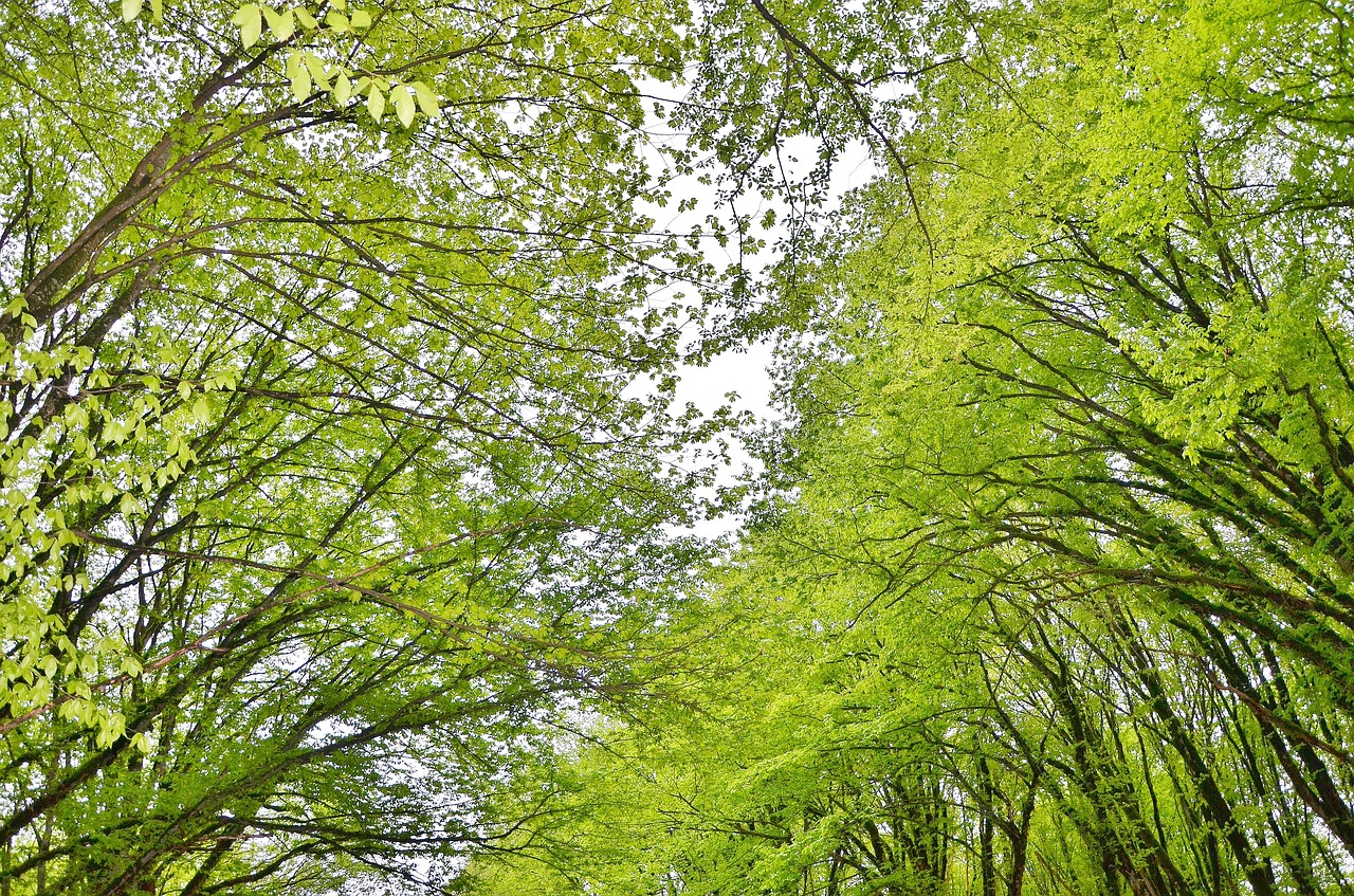 tree landscape nature free photo