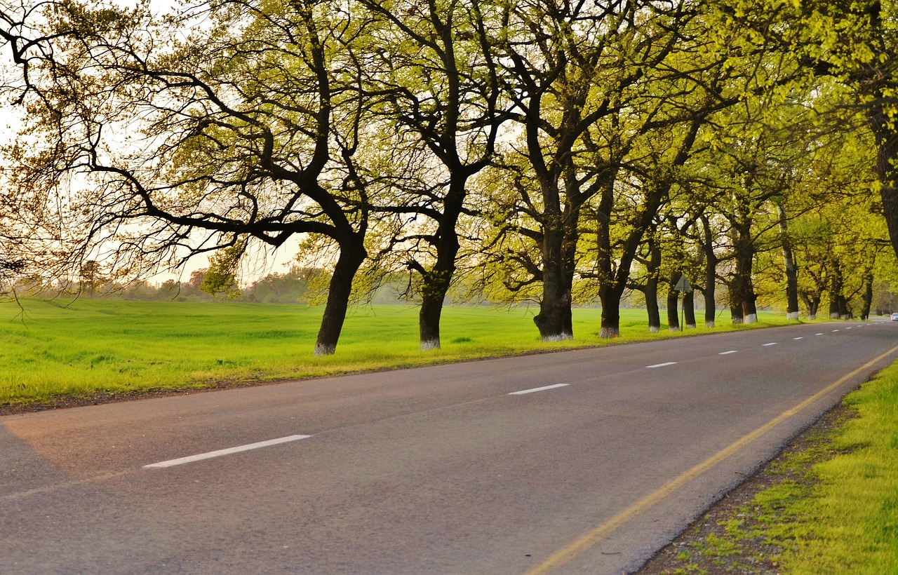 tree landscape nature free photo