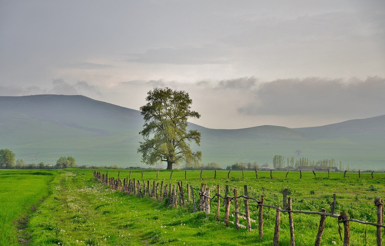 tree landscape nature free photo