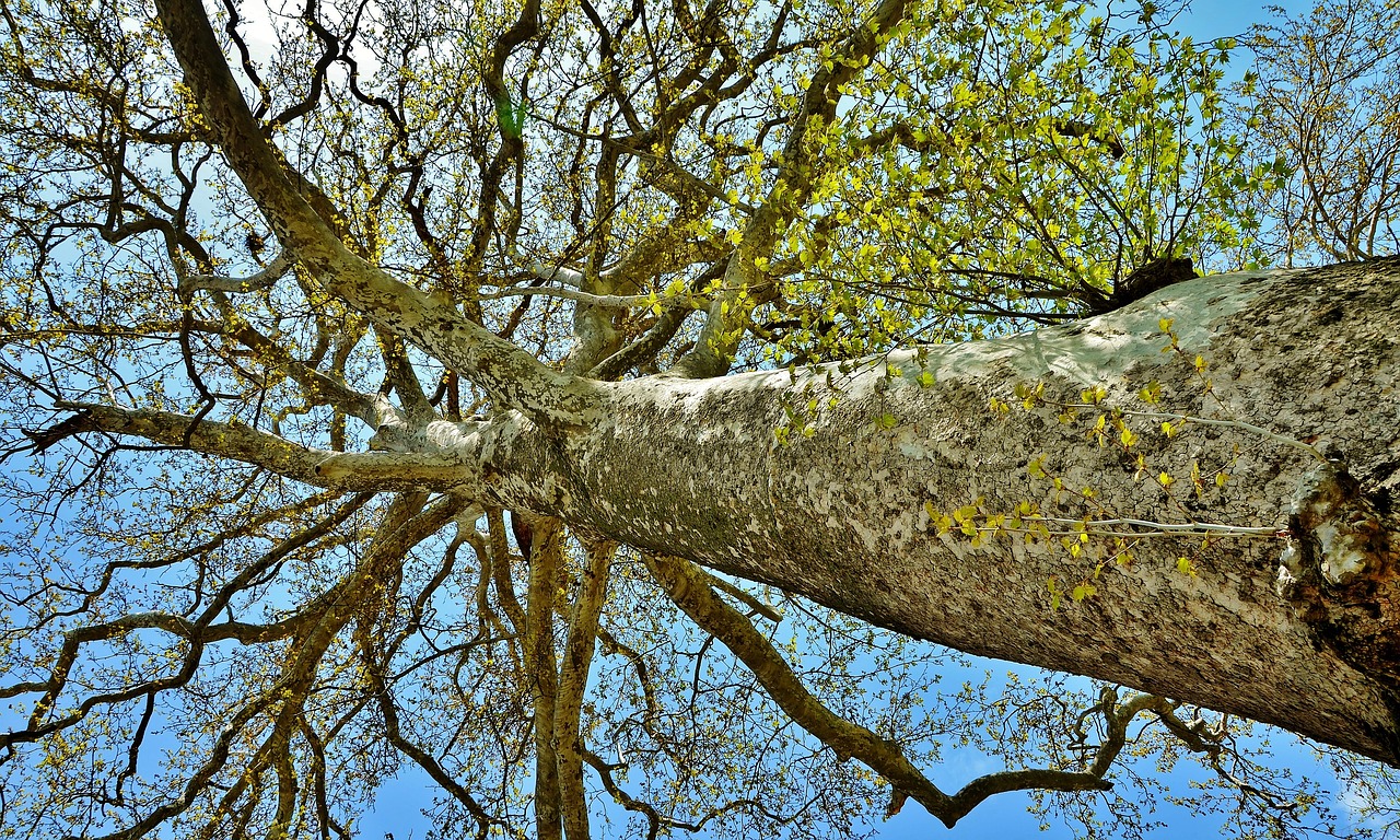 tree landscape nature free photo