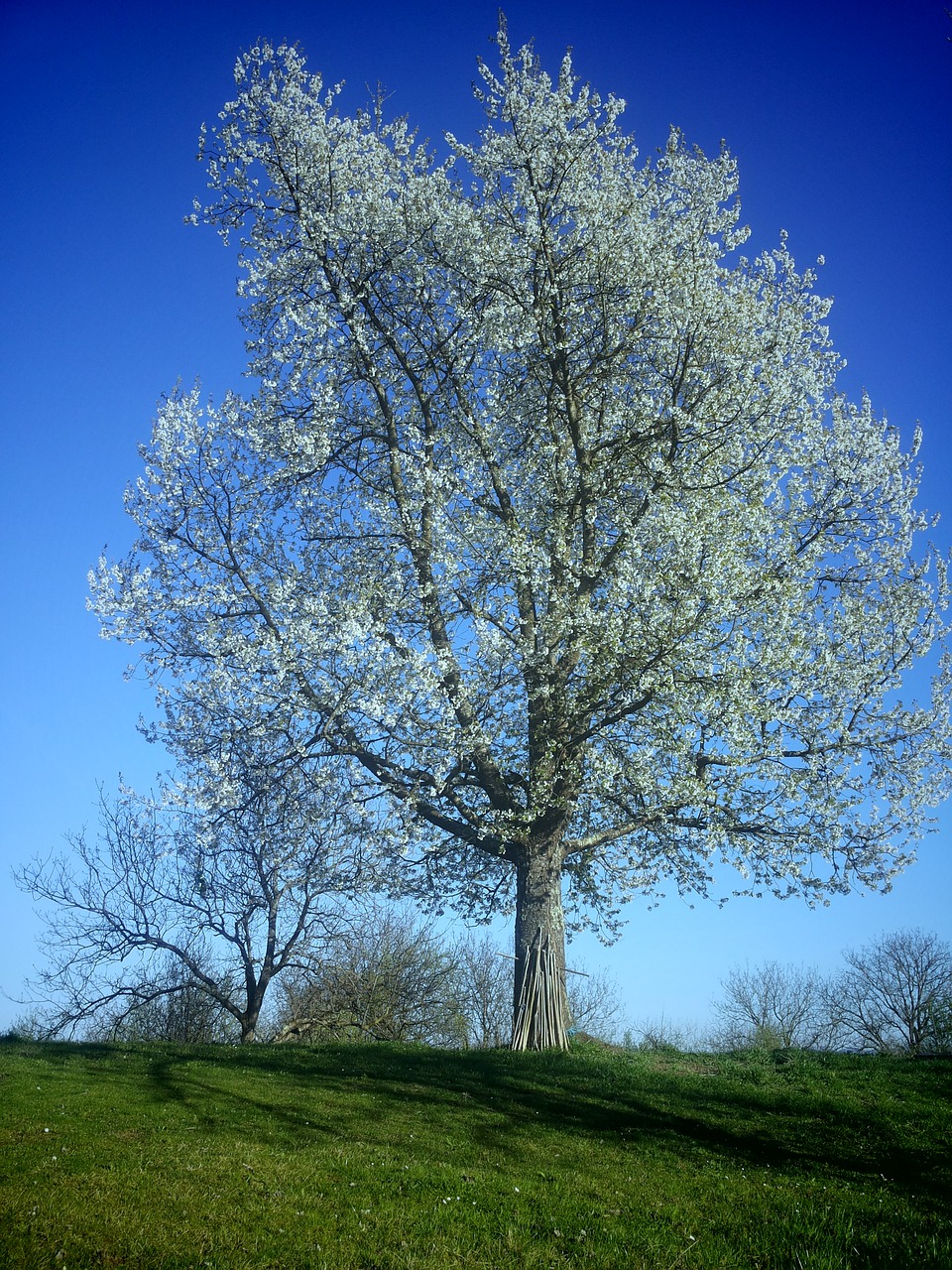 tree by cherry free photo