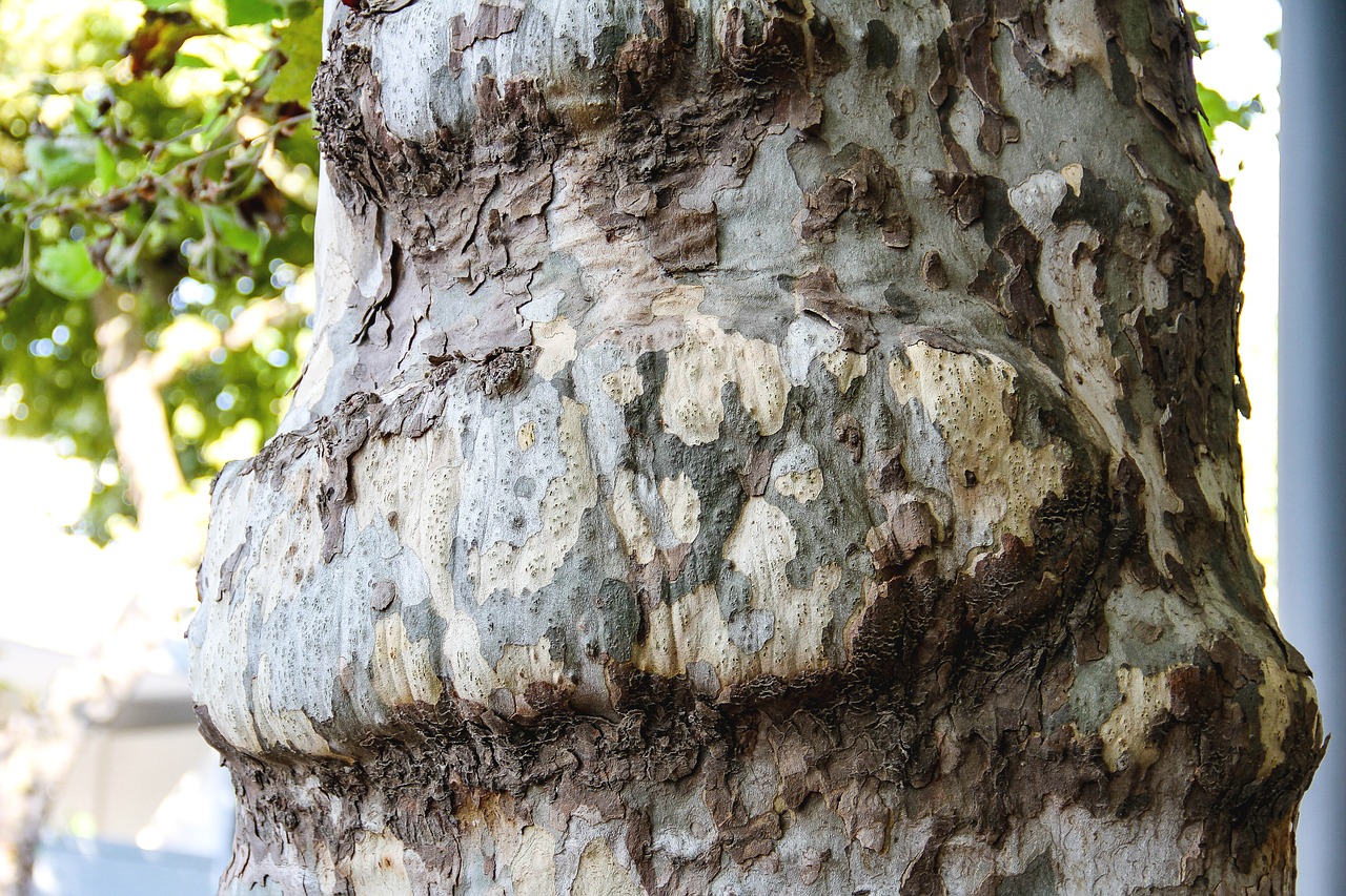 tree structure pattern free photo