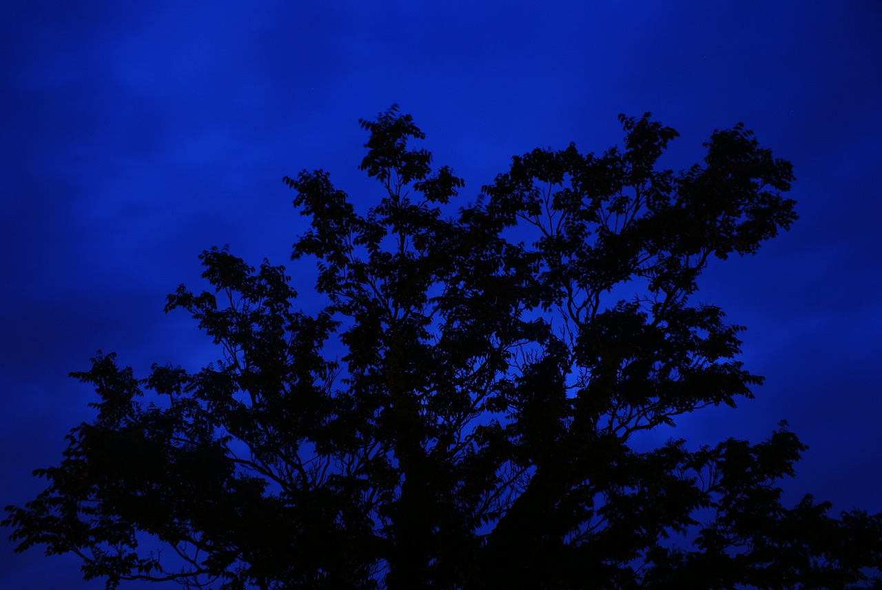 tree night long exposure free photo