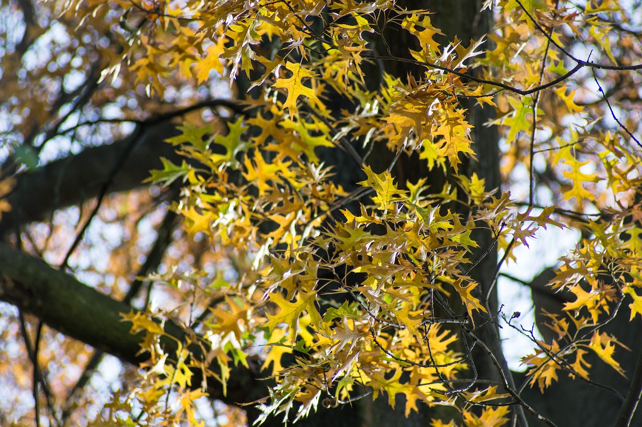 tree oak oak leaves free photo