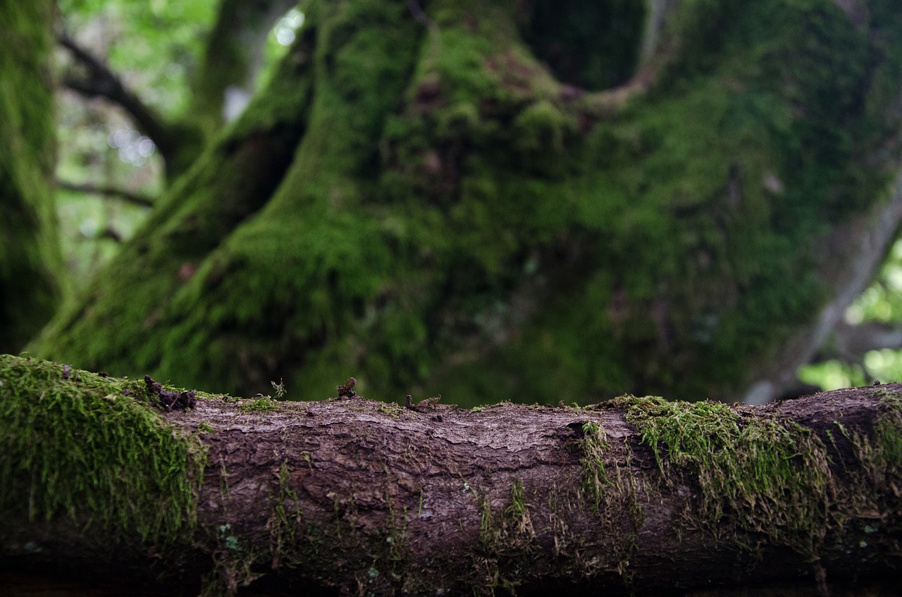 tree green moss free photo