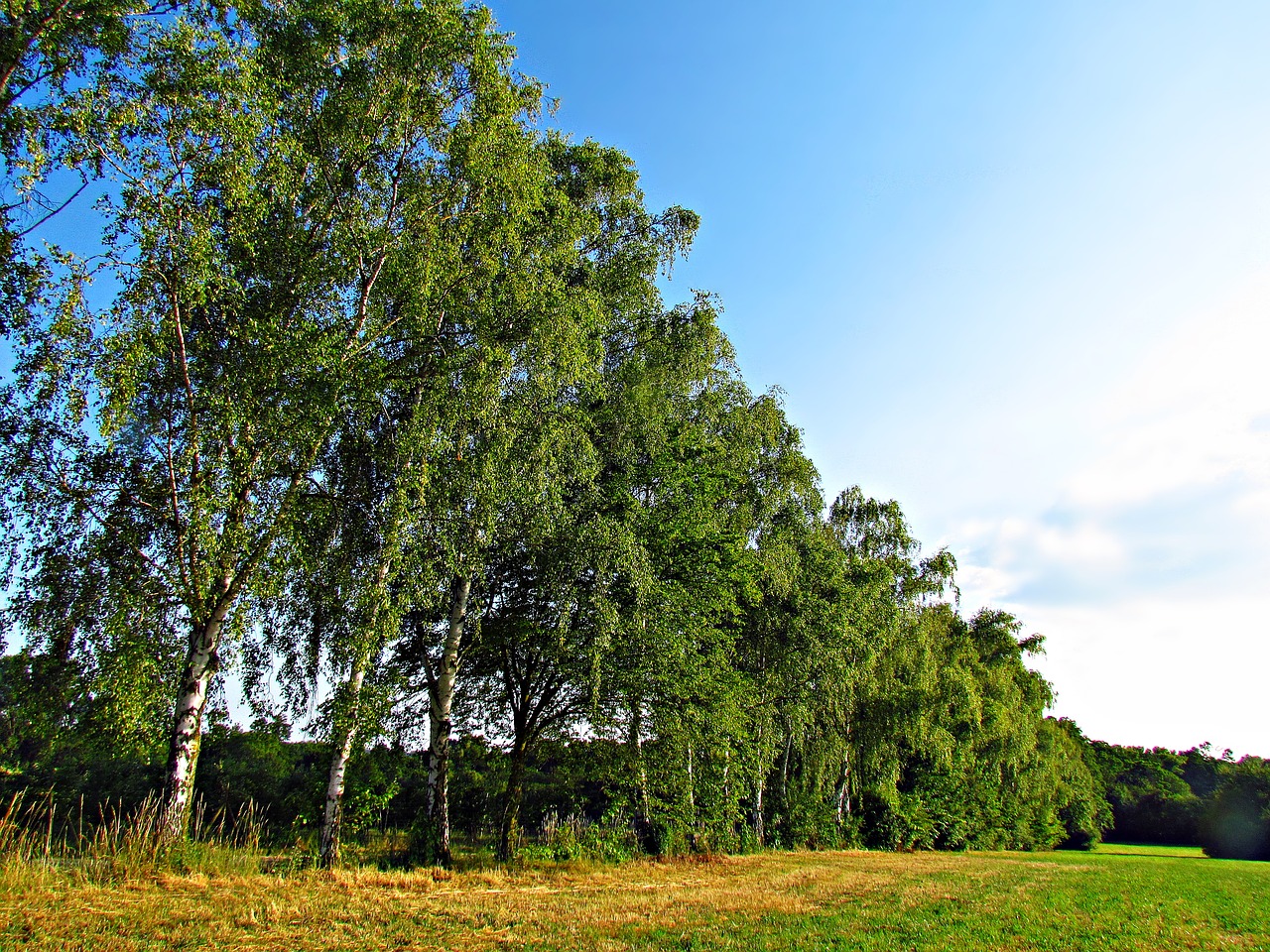 tree nature government free photo