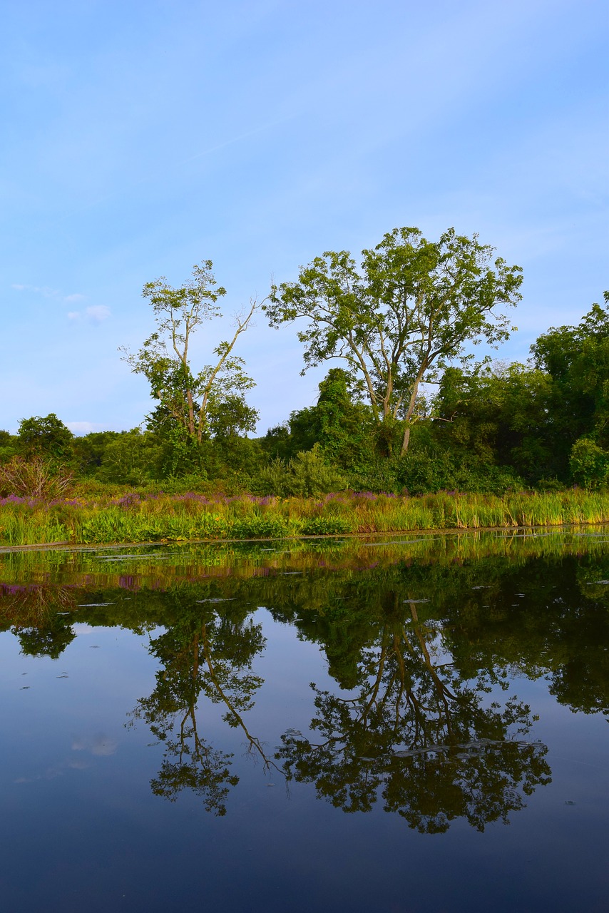 tree lake water free photo