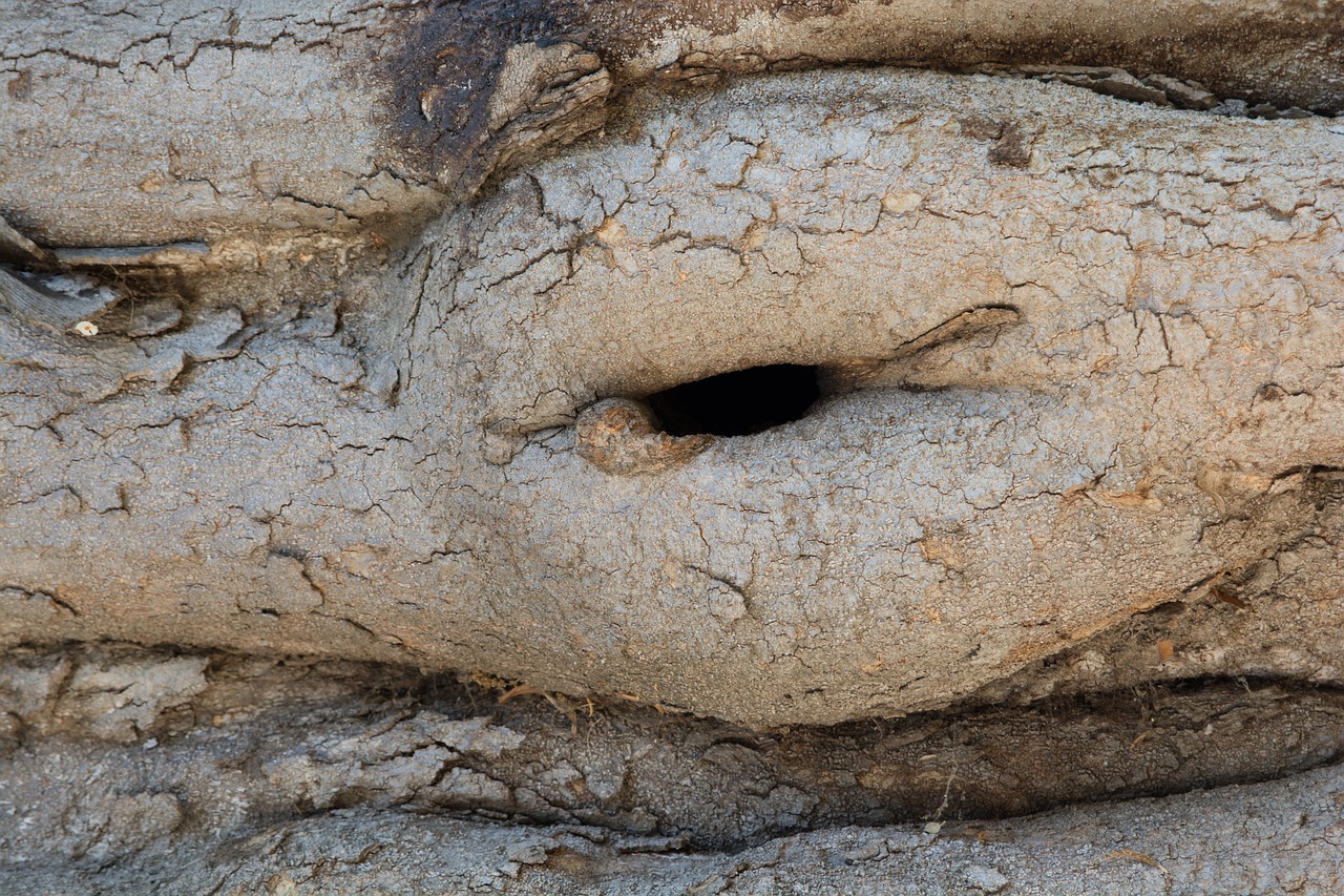 tree trunk wood free photo