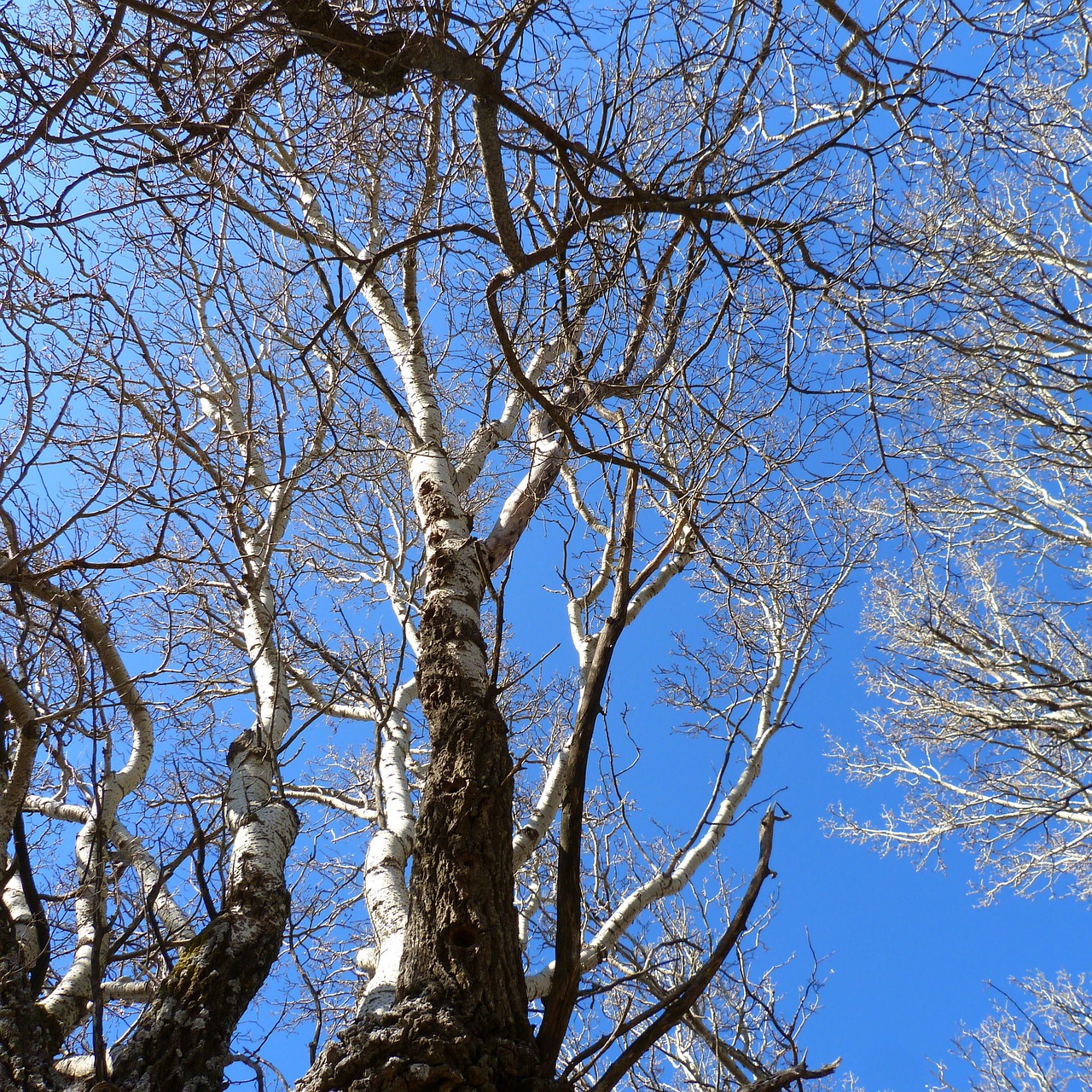 tree branches trunk free photo