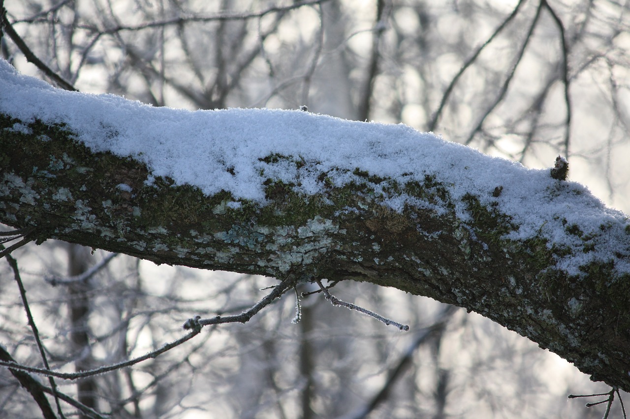 tree winter snow free photo