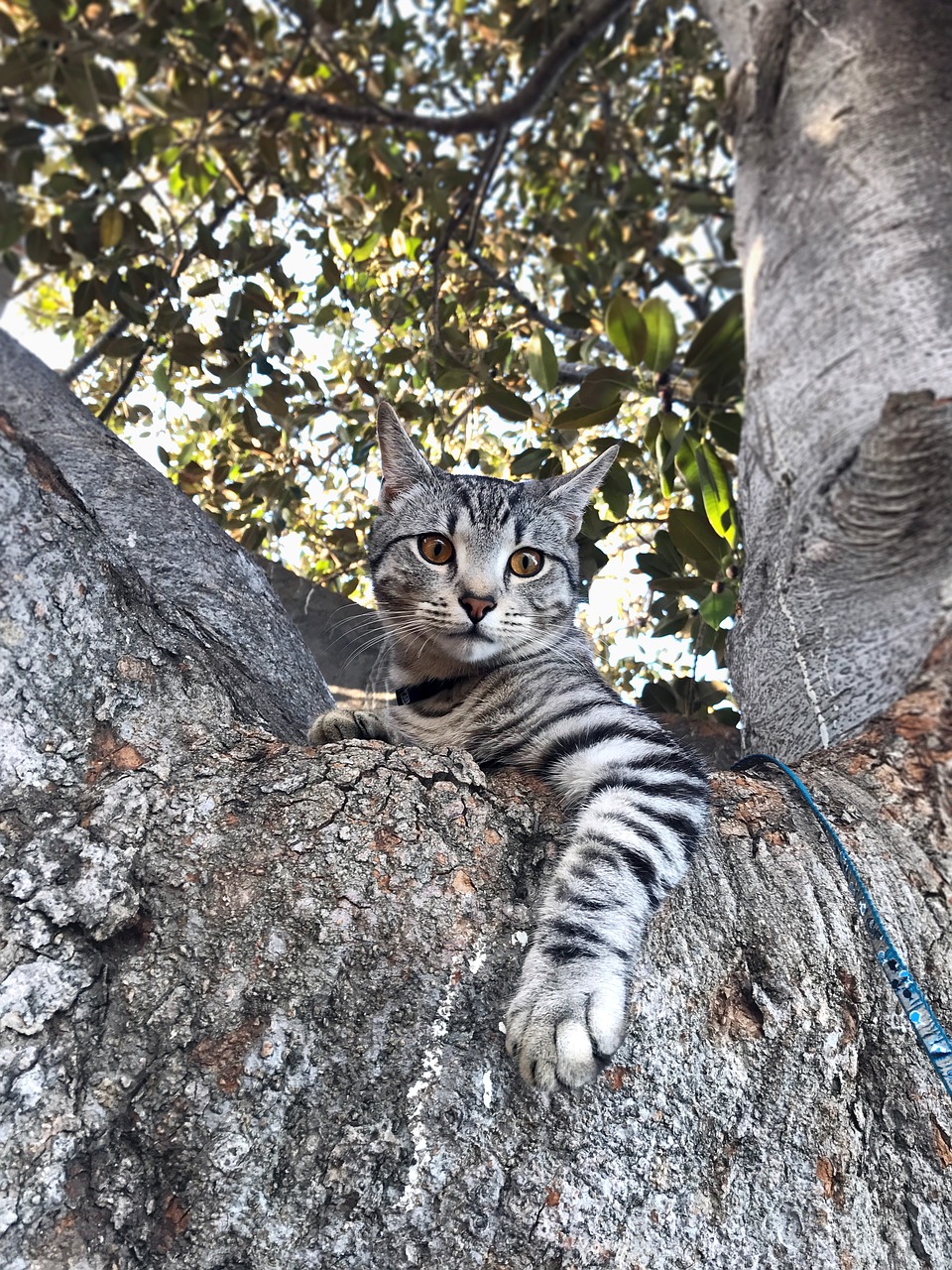 tree cat pet free photo