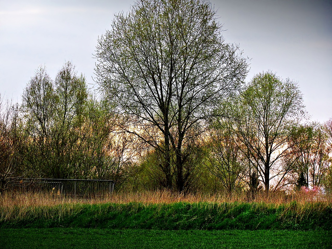 tree green spring free photo