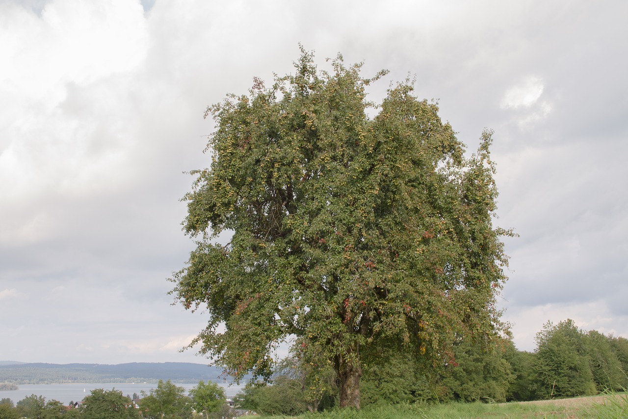 tree pear fruit tree free photo