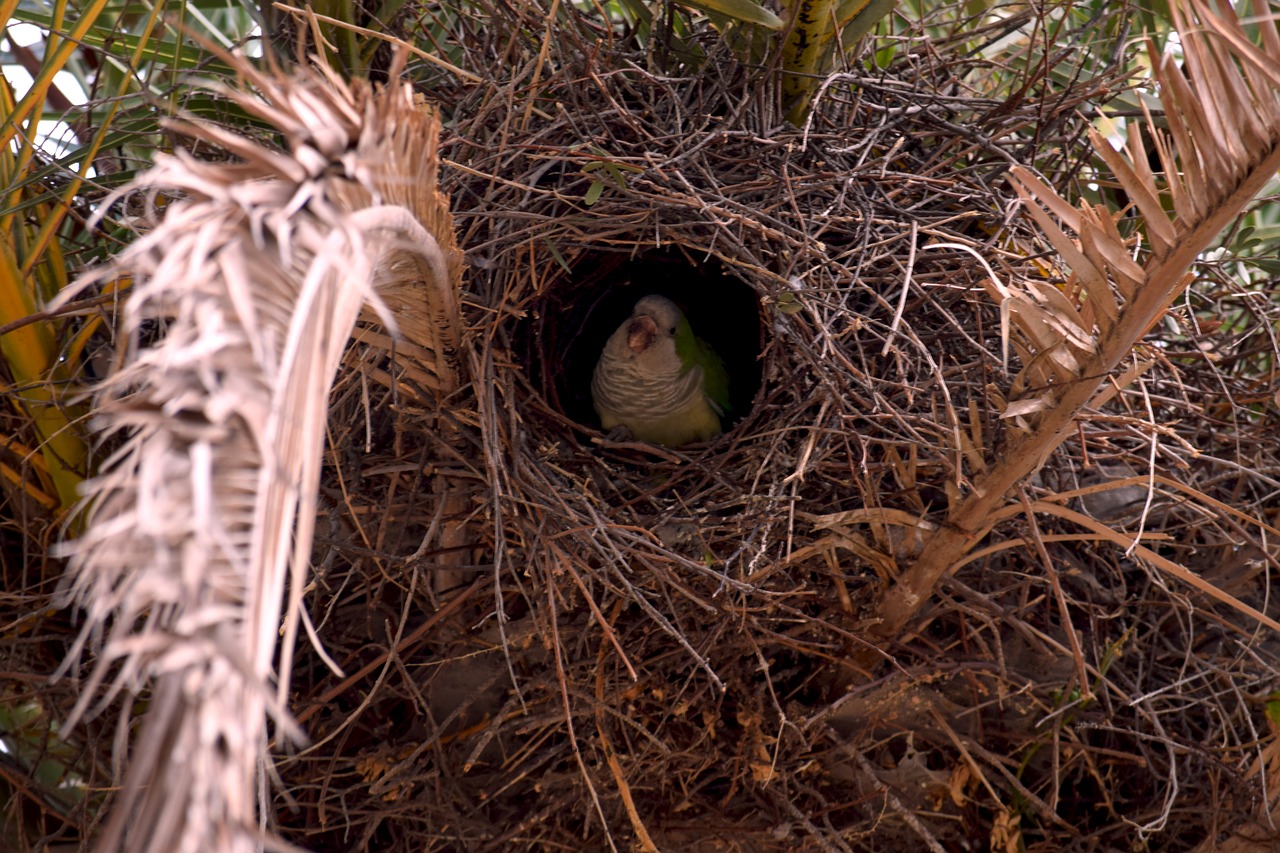 tree palm tree nest free photo