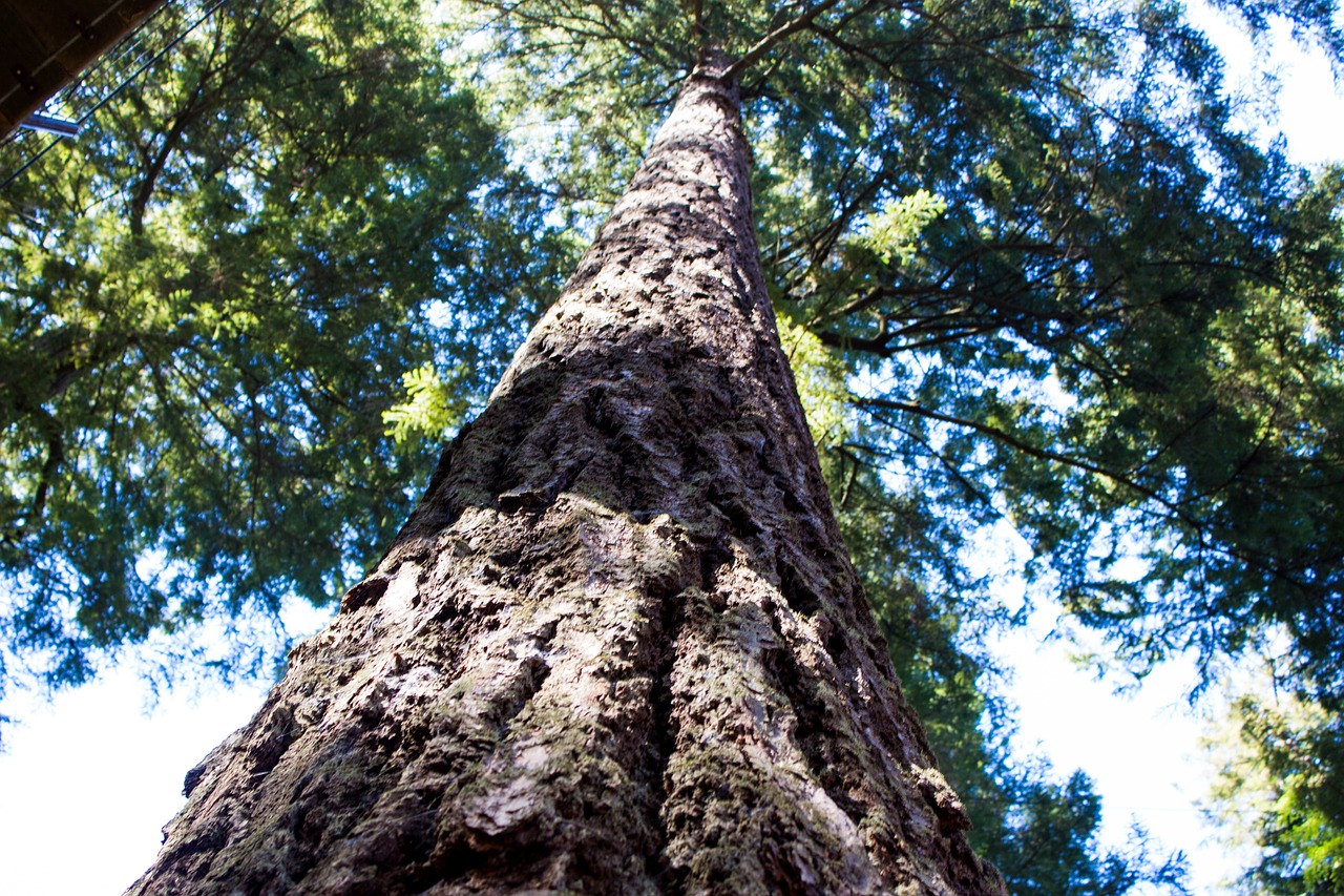 tree view up foliage free photo