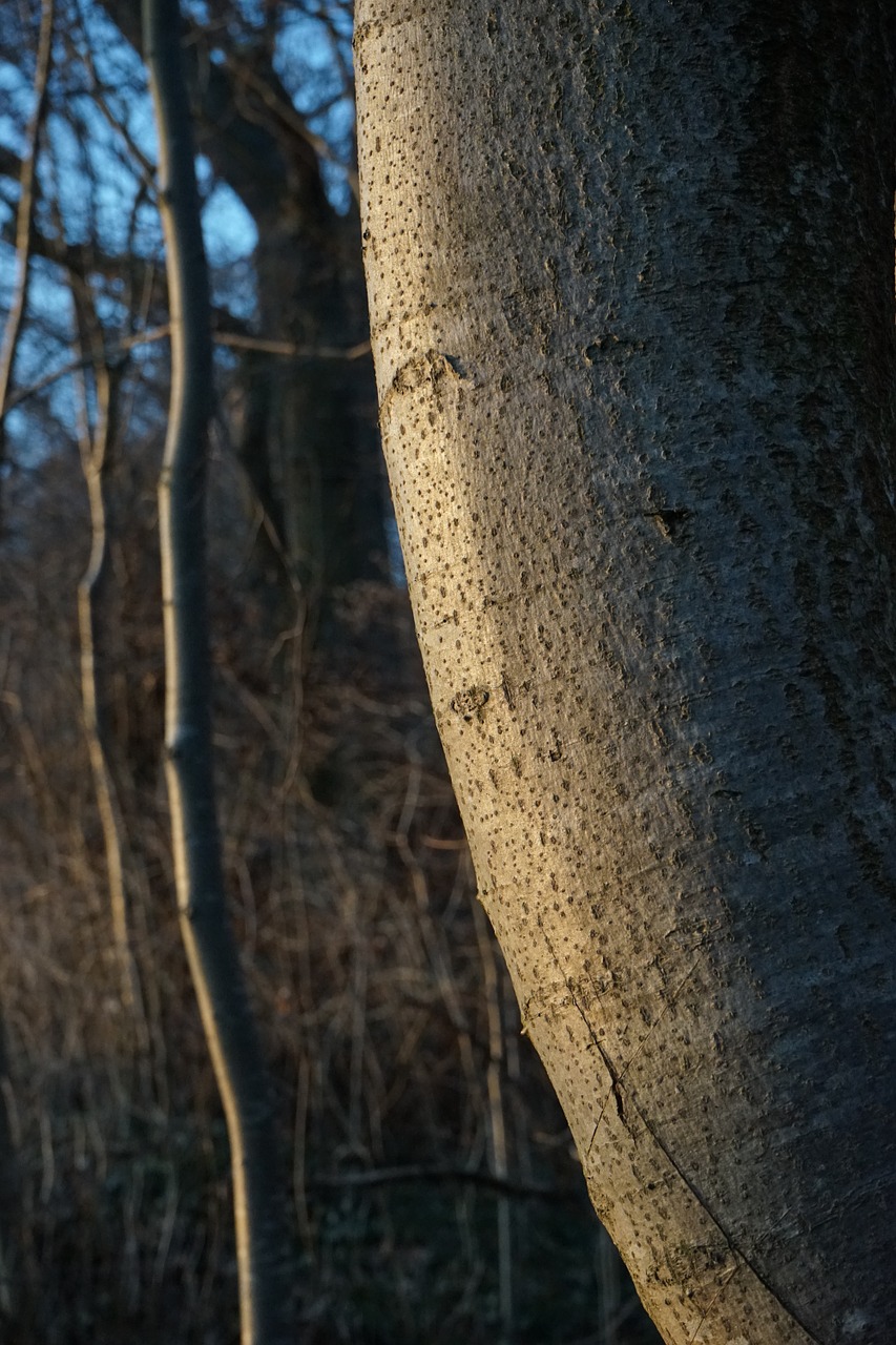 tree bark log free photo