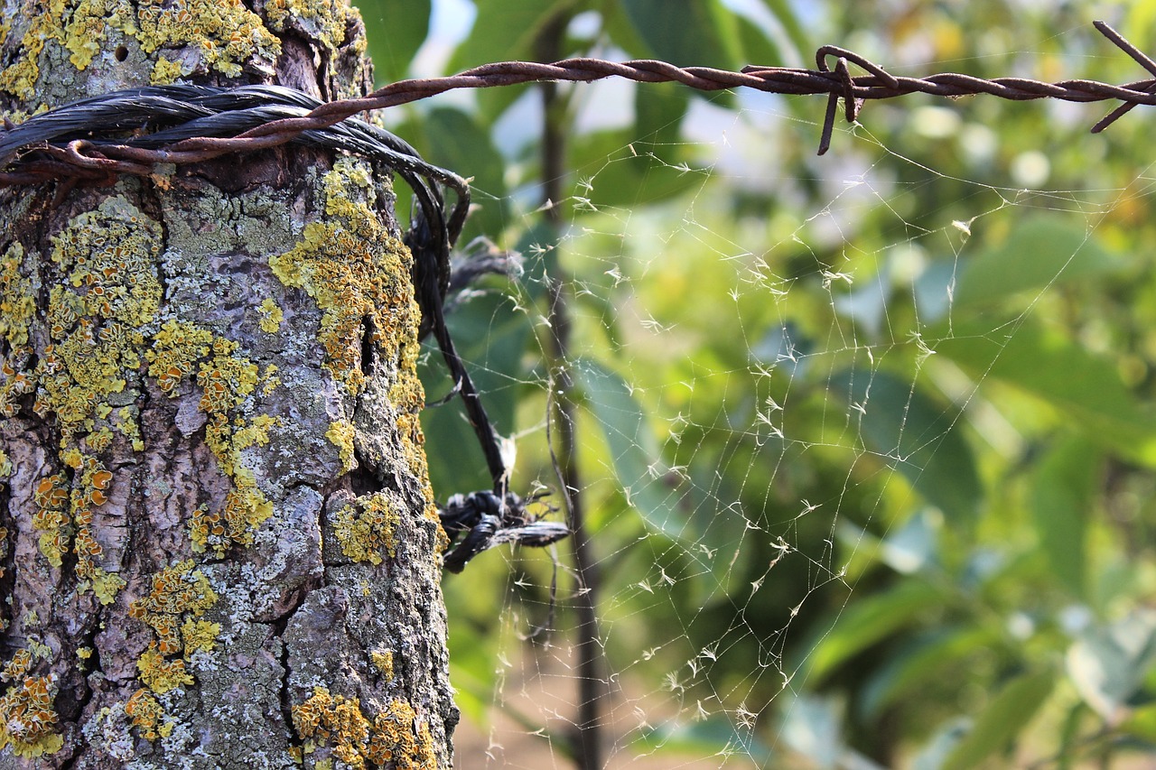 tree kocaeli turkey free photo