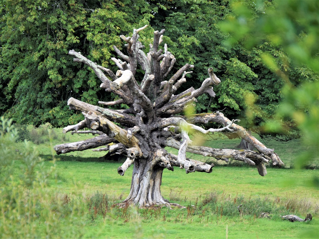 tree dead tree nature free photo