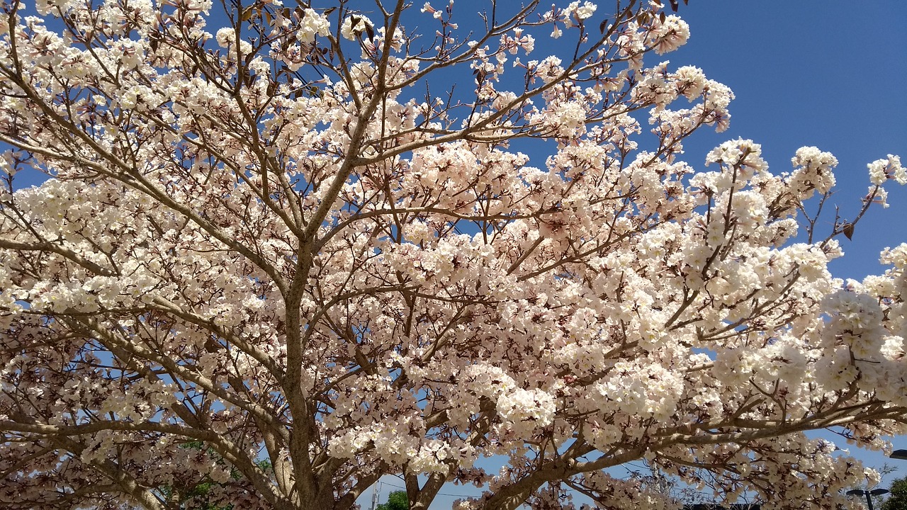 tree blossom spring free photo