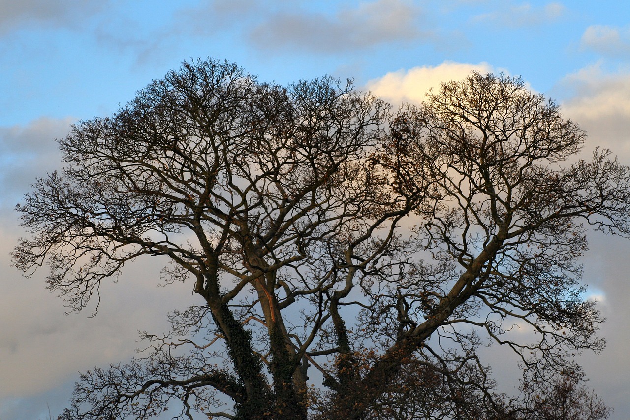 tree sky nature free photo