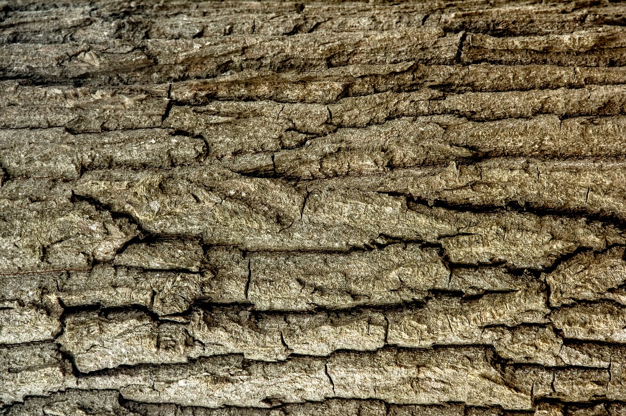 tree tree trunk trunk detail free photo