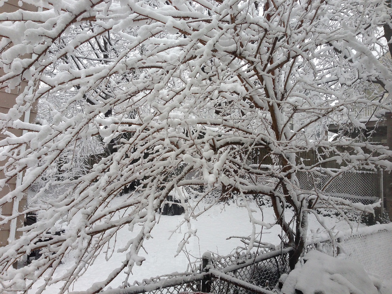 tree winter snow free photo