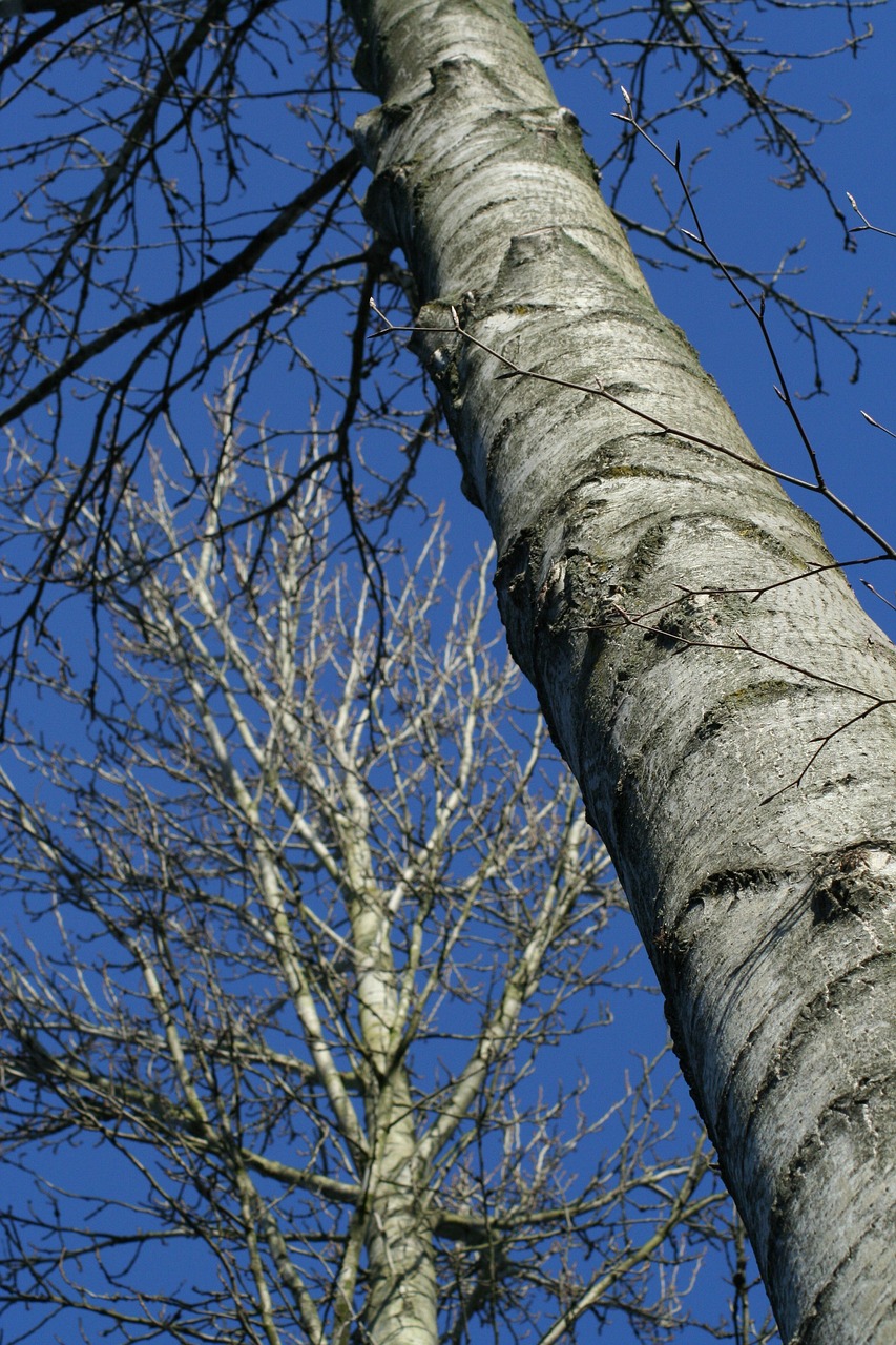 tree nature trunk free photo