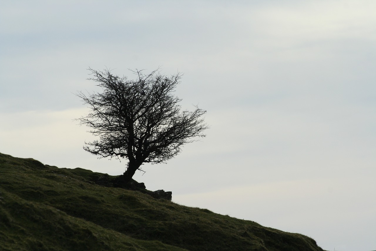 tree hill wales free photo