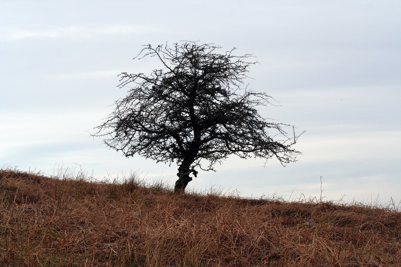 tree hill landscape free photo